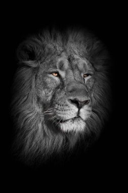 Parlak sarı parlayan gözler, renkleri solmuş ağızlık güçlü aslan erkek şık yeleli portre.