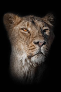 Ay aslanının başı. Şüpheli görünüyor. Dişi aslan ağızlık siyah bir arkaplana yakın çekim.