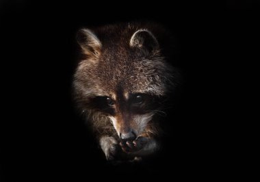 Meraklı yüz, Handles-Paws. Şirin, tüylü, ağızlık takan bir rakun güneşin altında oturuyor. izole edilmiş siyah arkaplan.