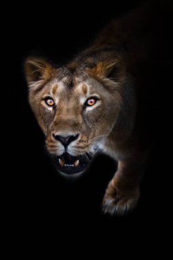 Karanlıkta dişi aslan bakışı ve kükreyen ağzıyla. Büyük bir kedi portresinin yırtıcı ilgisi meraklı bir dişi aslanın ağızlık şeklindedir. izole edilmiş siyah arkaplan.