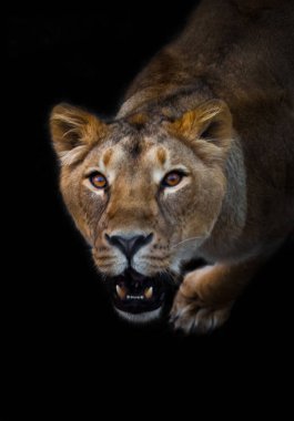 Karanlıkta dişi aslan bakışı ve kükreyen ağzıyla. Büyük bir kedi portresinin yırtıcı ilgisi meraklı bir dişi aslanın ağızlık şeklindedir. izole edilmiş siyah arkaplan.