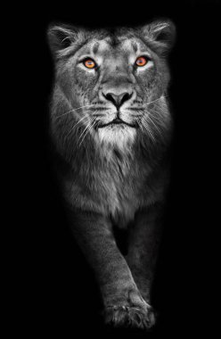 Abanoz turuncu görünüş. Büyük bir kedi portresinin karanlık yırtıcı ilgisini çekmek için meraklı bir dişi aslanın ağızlık takması. izole siyah arka plan solgun ceket, parlak turuncu gözler.