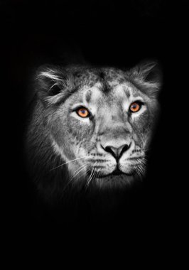 Abanoz turuncu görünüş. Büyük bir kedi portresinin yırtıcı ilgisini çeken meraklı bir dişi aslanın ağızlık takması. izole siyah arka plan solgun ceket, parlak turuncu gözler.