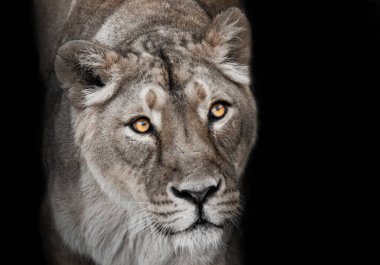 Abanoz turuncu görünüş. Büyük bir kedi portresinin yırtıcı ilgisi meraklı bir aslanın ağızlık takması yakın çekim rengi solmuş ceket, parlak turuncu gözler..