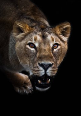 Karanlıkta dişi aslan bakışı ve kükreyen ağzıyla. Büyük bir kedi portresinin yırtıcı ilgisi meraklı bir dişi aslanın ağızlık şeklindedir. izole edilmiş siyah arkaplan.