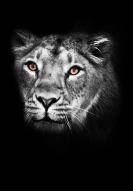 Abanoz turuncu görünüş. Büyük bir kedi portresinin yırtıcı ilgisini çeken meraklı bir dişi aslanın ağızlık takması. izole siyah arka plan solgun ceket, parlak turuncu gözler.