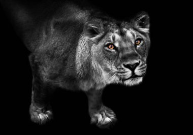 Abanoz turuncu görünüş. Büyük bir kedi portresinin yırtıcı ilgisi meraklı bir dişi aslanın ağızlık şeklindedir. izole siyah arka plan solgun ceket, parlak turuncu gözler.