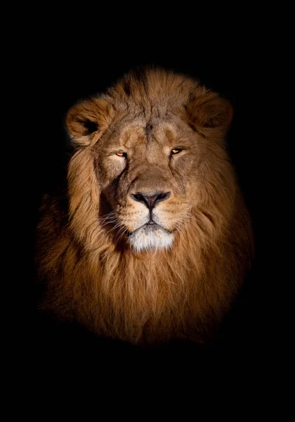 黒い背景にライオンの肖像画 フルフェイスの肖像画 シックな髪 太陽によって奉献されたシックな男性と強力なライオン — ストック写真