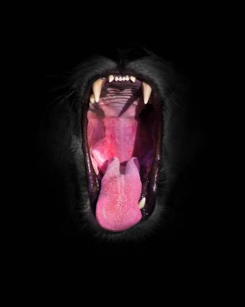 lion\'s throat. Red gluttonous mouth of a lion and the background of a bleached black and white mane, gluttonous beast - a lion\'s mouth full face close-up.