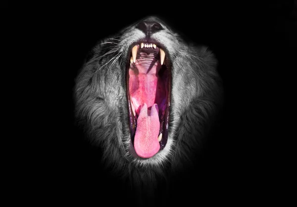 Красный Прожорливый Рот Льва Фон Отбеленной Черно Белой Гривы Прожорливый — стоковое фото