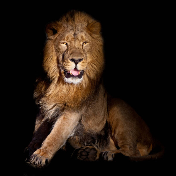 Lion on a black background. stands up preparing his mouth ajar. A powerful lion male with a chic mane consecrated by the sun.