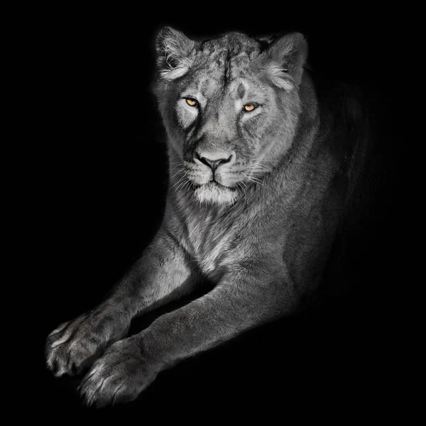 Ojos Anaranjados Brillantes Liones Blanqueados Fondo Negro Leona Sobre Fondo — Foto de Stock
