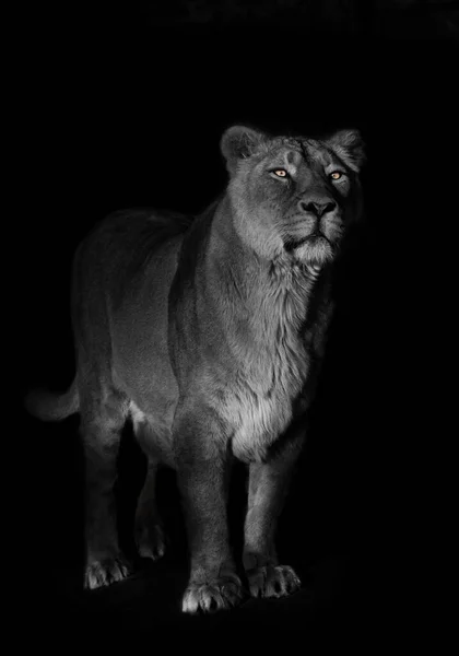 Olhos Alaranjados Brilhantes Liones Cara Branqueados Fundo Preto Leoa Fundo — Fotografia de Stock