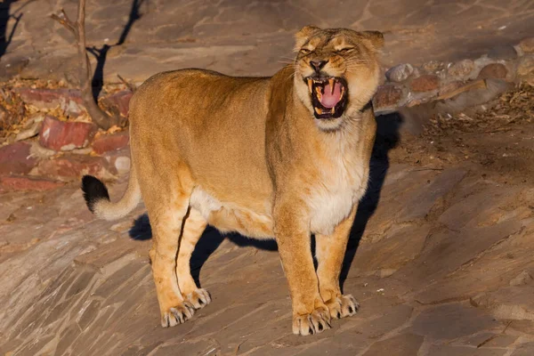 Snaps Powerful Lion Female Strong Body Walks Beautifully Evening Light — Stock Photo, Image