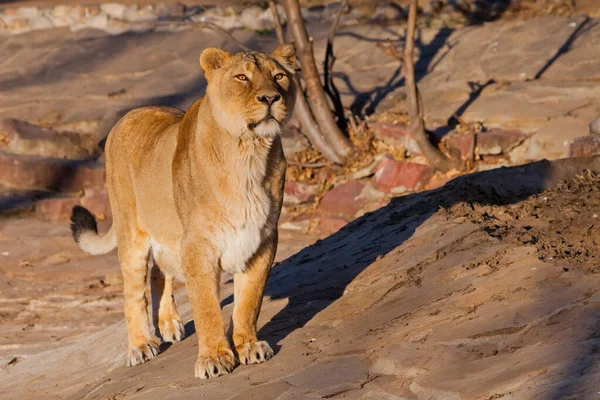 Kijkt Aandachtig Een Krachtig Leeuwenvrouwtje Met Een Sterk Lichaam Wandelt — Stockfoto