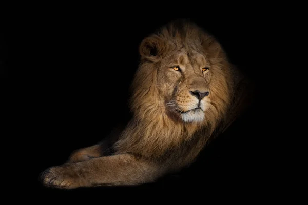 Lion Portrait Black Background Lion Black Background Powerful Lion Male — Stock Photo, Image