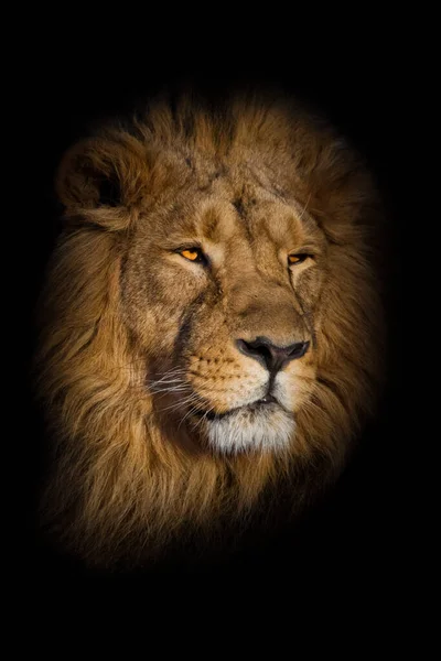 Güçlü aslan erkek, şık yeleli portresi var..