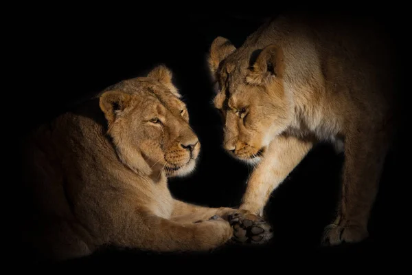 Two Lioness Girlfriends Cute Chatting Close Black Background — Stock Photo, Image