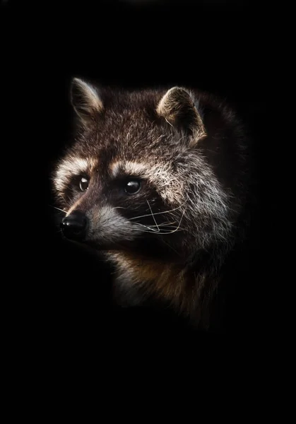 Curious face, Attention. A cute fluffy raccoon with a cute muzzle sits lit by the sun. isolated black background.