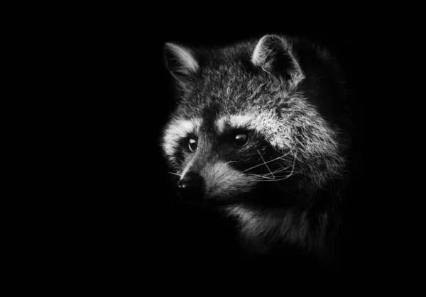 Noir Guaxinim Bandido Guaxinim Fofo Bonito Com Focinho Bonito Senta — Fotografia de Stock