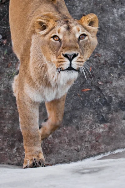 Predatory Interest Big Cat Portrait Muzzle Curious Peppy Lioness Close — Stock Photo, Image