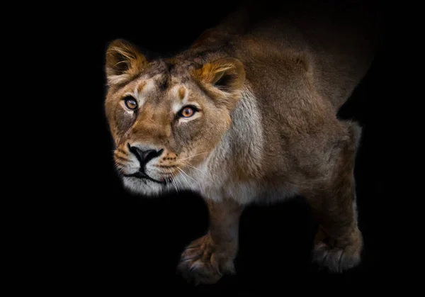 In the dark a curious look. predatory interest of a big cat portrait of a muzzle of a curious peppy lioness close-up. isolated black background.