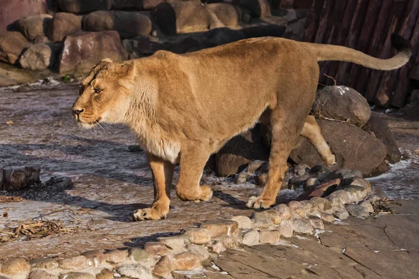 Belle Peppy Puissante Lionne Jaune Marche — Photo