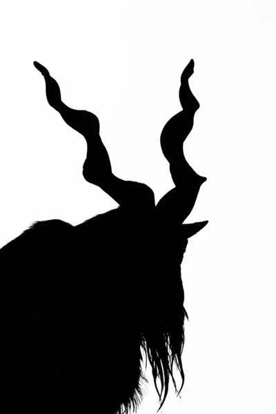 Black Silhouette Horned Goat Rock White Background Goat Markhor Stands — Stock Photo, Image