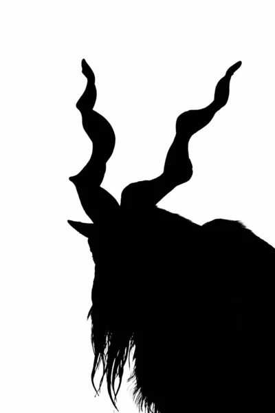 Black Silhouette Horned Goat Rock White Background Goat Markhor Stands — Stock Photo, Image