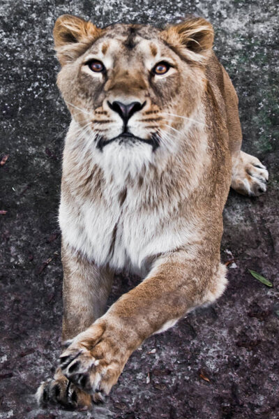 Predatory interest of a big cat portrait of a muzzle of a curious peppy lioness close-up.