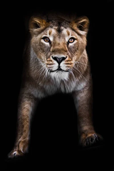 Mörkret Kraftfulla Tassar Säker Look Rovdjur Intresse Stor Katt Porträtt — Stockfoto