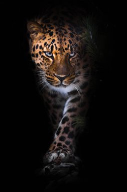 Görünüşü ve yürüyüşü. Leopar siyah bir arkaplanda izole edilmiş. Gecenin karanlığında vahşi, güzel, büyük bir kedi, gizemli ve tehlikeli bir canavar..