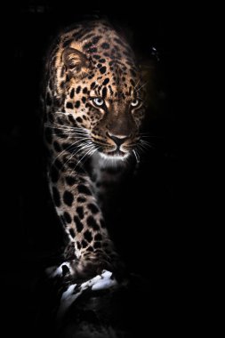 Acımasızca bakıyor ve bir adım öne çıkıyor. Leopar siyah bir arkaplanda izole edilmiş. Gecenin karanlığında vahşi, güzel, büyük bir kedi, gizemli ve tehlikeli bir canavar..