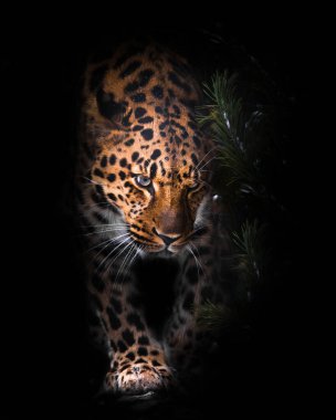 Düşünceli bir şekilde, canavarın başını. Leopar siyah bir arkaplanda izole edilmiş. Gecenin karanlığında vahşi, güzel, büyük bir kedi, gizemli ve tehlikeli bir canavar..