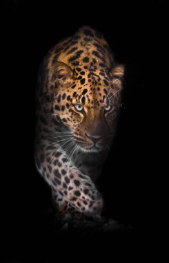 Öne çık. Leopar siyah bir arkaplanda izole edilmiş. Gecenin karanlığında vahşi, güzel, büyük bir kedi, gizemli ve tehlikeli bir canavar..