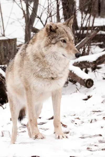 ペッピー ヤングビースト 雪の中の灰色のオオカミの女性 冬の美しい強い動物 — ストック写真