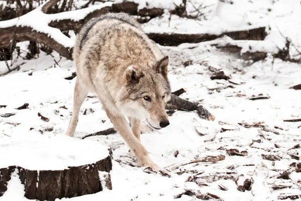 Peppy Komt Naar Boven Grijze Wolf Vrouwtje Sneeuw Mooi Sterk — Stockfoto