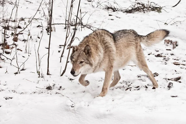 stand, readiness for a jump. Gray wolf female in the snow, beautiful strong animal in winter.