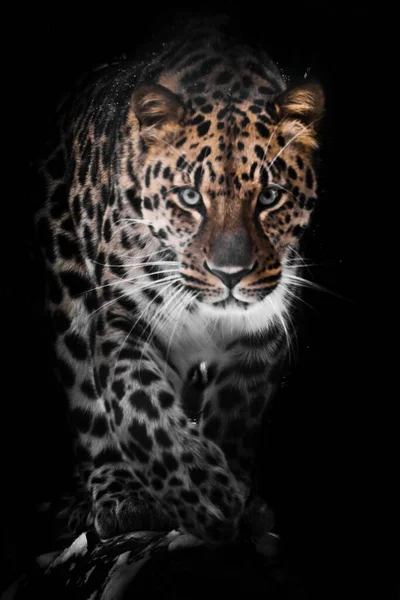 Cara Llena Grande Leopardo Aislado Sobre Fondo Negro Salvaje Hermoso —  Fotos de Stock