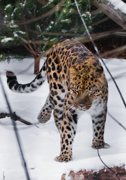 远东豹 背景是雪和云杉树枝 大自然背景下的野生美丽的大猫 — 图库照片
