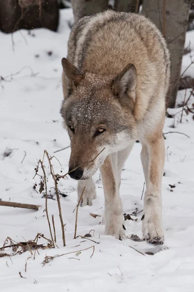 赤い帽子からの灰色のオオカミの陰湿な外観 雪の中の灰色のオオカミの男性 冬の強い動物 — ストック写真