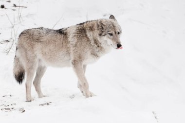 Gri kurt dişi karda, kışın güçlü güzel bir hayvan..