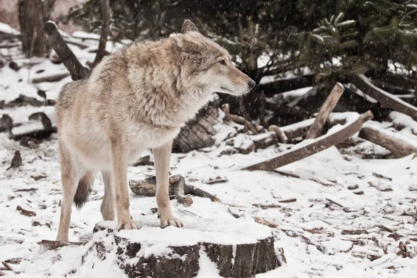 雪の中の灰色のオオカミの女性 冬の美しい強い動物 — ストック写真