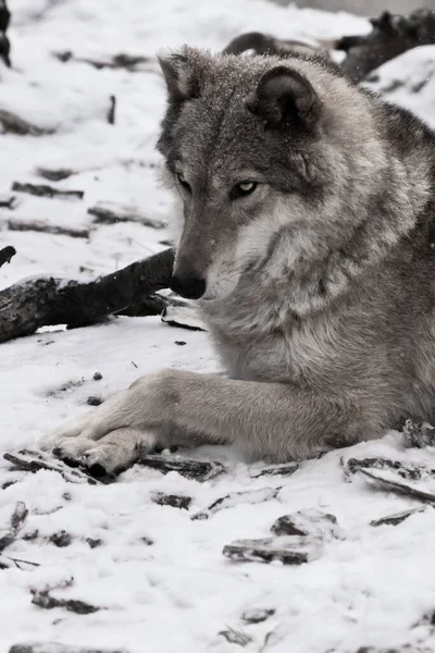 Profilens Skönhet Imponerande Stor Grå Varg Kvinna Snön Vacker Stark — Stockfoto