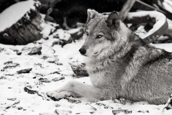 Die Schönheit Profil Ist Beeindruckend Groß Graues Wolfsweibchen Schnee Schönes — Stockfoto
