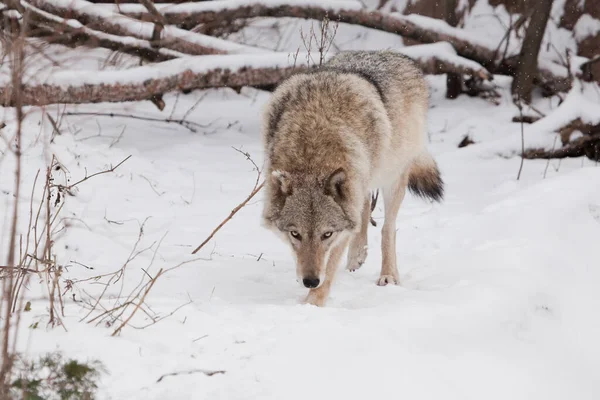 Опасные Звери Охотятся Добычей Серая Волчица Снегу Красивое Сильное Животное — стоковое фото