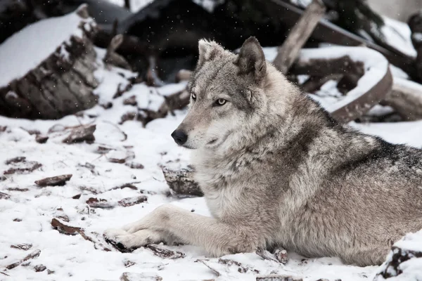 The beauty in profile is large imposingly. Gray wolf female in the snow, beautiful strong animal in winter.