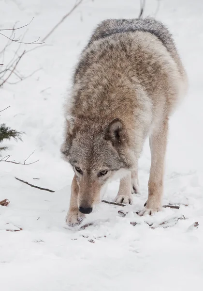 Gevaarlijk Beest Jaagt Prooien Grijze Wolf Vrouwtje Sneeuw Mooi Sterk — Stockfoto