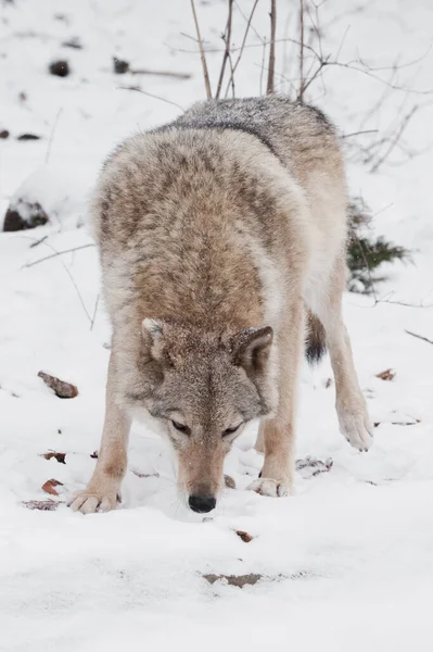 Gevaarlijk Beest Jaagt Prooien Grijze Wolf Vrouwtje Sneeuw Mooi Sterk — Stockfoto