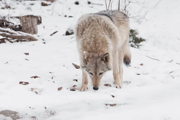사냥은 먹이를 냄새맡는다 겨울에는 아름다운 — 스톡 사진